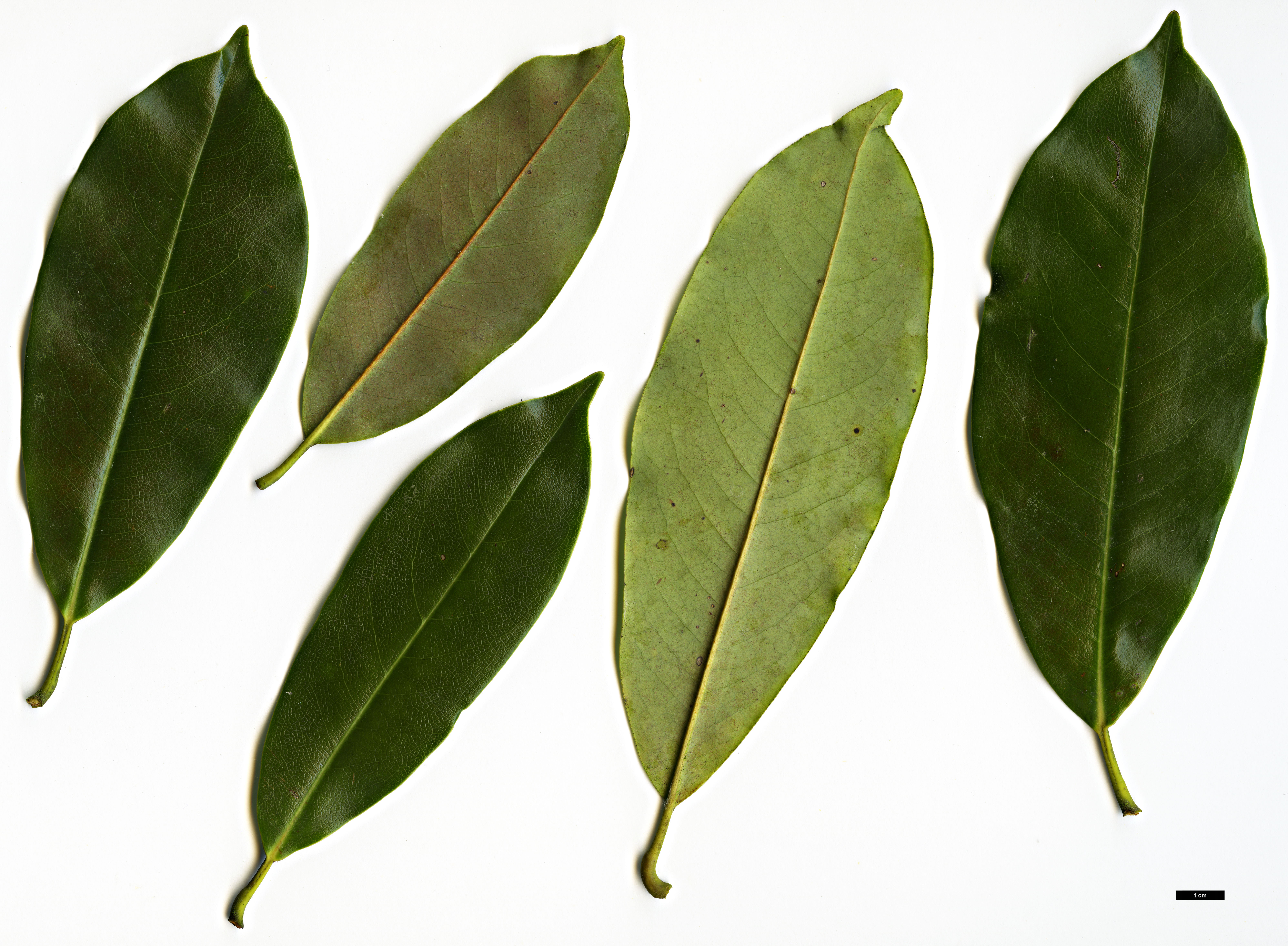 High resolution image: Family: Magnoliaceae - Genus: Magnolia - Taxon: cavaleriei - SpeciesSub: var. platypetala High resolution image: Family: Magnoliaceae - Genus: Magnolia - Taxon: cavaleriei - SpeciesSub: var. platypetala